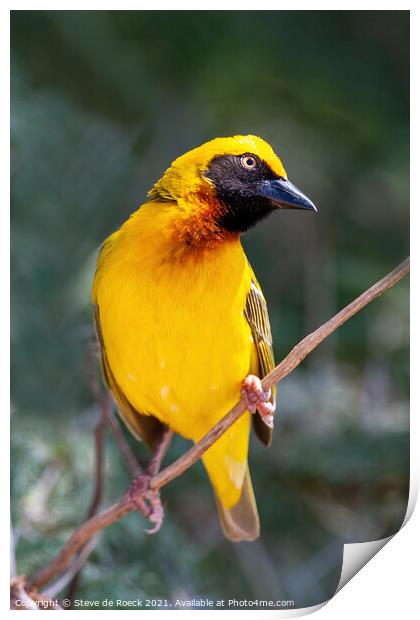 Beautiful Yellow Baglafecht Weaver Bird Print by Steve de Roeck