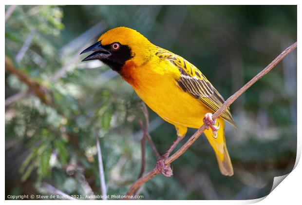 Baglafecht Weaver Bird Singing For A Mate Print by Steve de Roeck