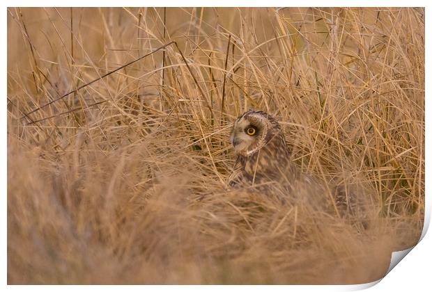 Hiding in the long grass Print by Ray Taylor