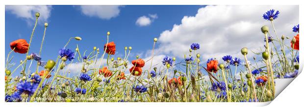 Poppy Field with Cornflowers | Panorama Print by Melanie Viola