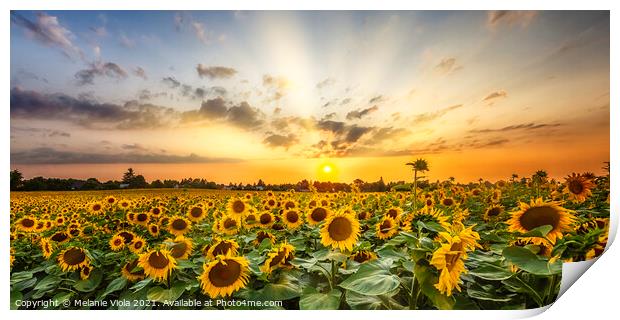 Sunflower field at sunset | Panoramic View Print by Melanie Viola