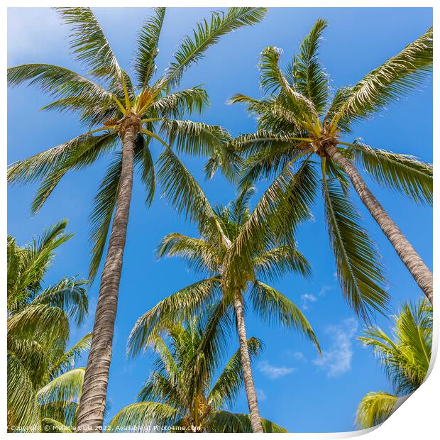 Lovely palm trees and blue sky Print by Melanie Viola