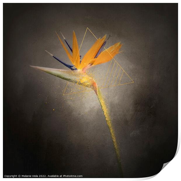 Graceful flower - Strelitzia | vintage style  Print by Melanie Viola