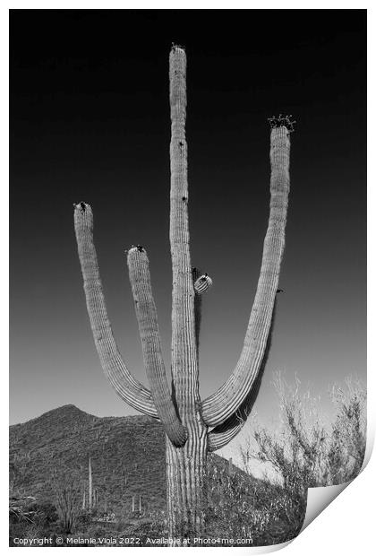 SAGUARO NATIONAL PARK Giant Saguaro | Monochrome Print by Melanie Viola