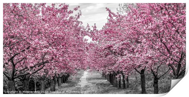 Charming cherry blossom alley Print by Melanie Viola