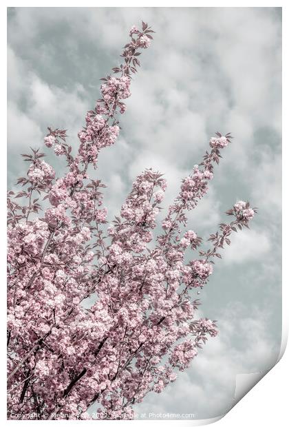 Cherry blossoms with sky view Print by Melanie Viola