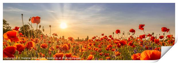 Poppies in the evening | Panoramic Print by Melanie Viola
