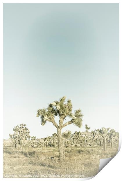 Joshua Tree | Vintage Print by Melanie Viola