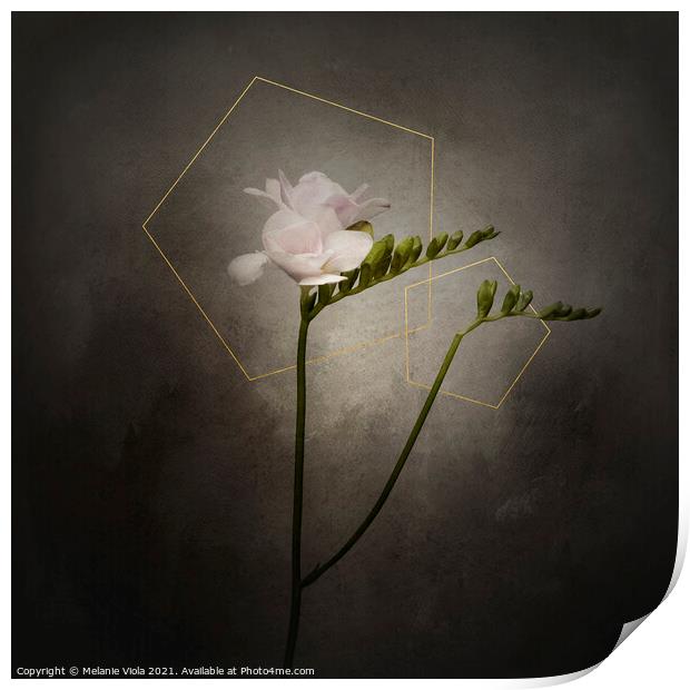 Graceful flower - Freesia | vintage style gold  Print by Melanie Viola