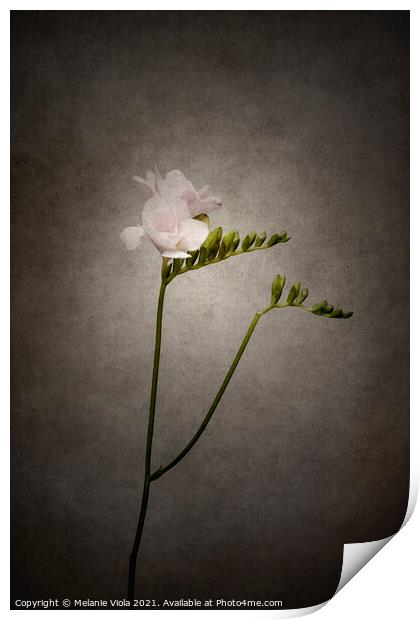 Graceful flower - Freesia | vintage style  Print by Melanie Viola