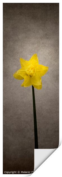 Spring bloomer - Daffodil | vintage style panorama Print by Melanie Viola
