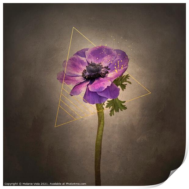 Graceful flower - Anemone coronaria | vintage style gold Print by Melanie Viola