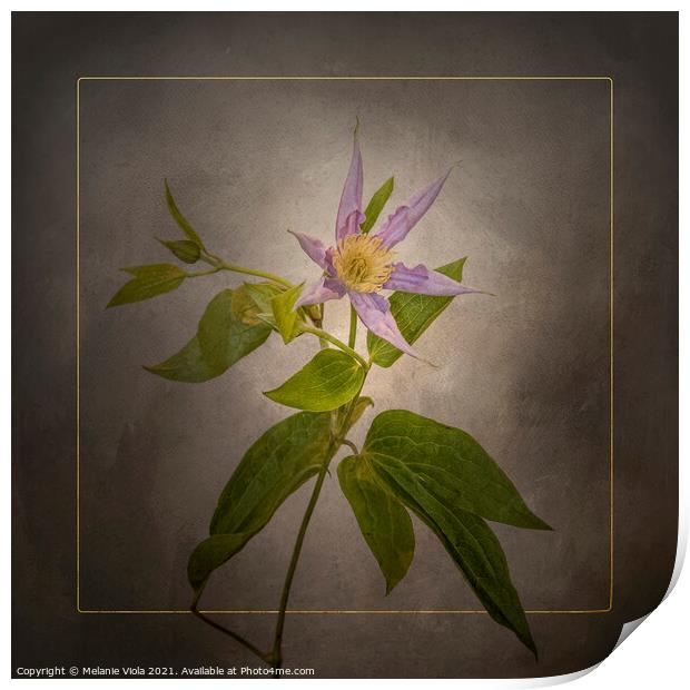 Graceful flower - Clematis | vintage style gold Print by Melanie Viola