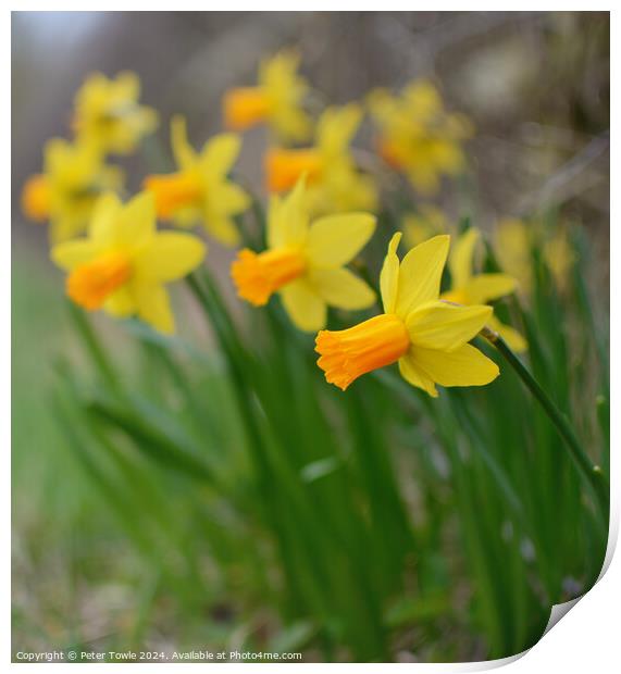 Daffodils  Print by Peter Towle
