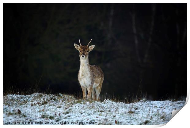 Lone deer in winter. Print by Peter Towle