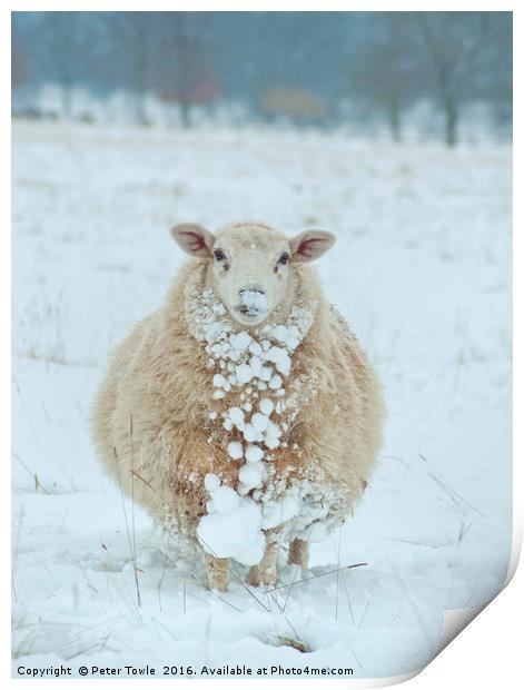 Winter Sheep Print by Peter Towle