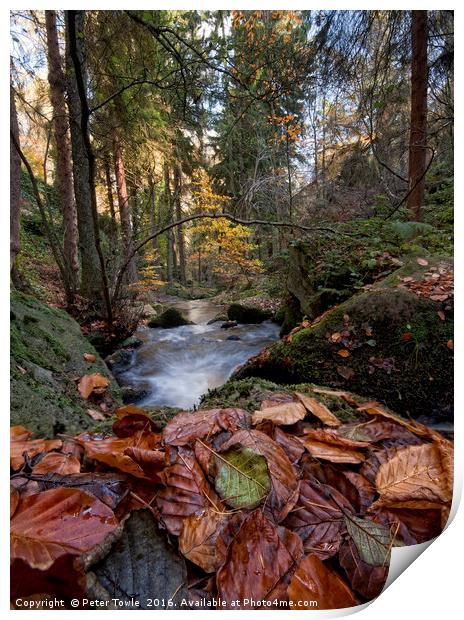 Wyming Brook Autumn Colours Print by Peter Towle