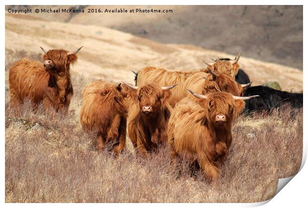 Highland Cattle Print by Michael McKenna