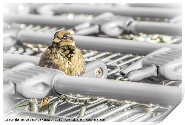 A fluffy sparrow on a shopping troley Print by Aleksey Zaharinov
