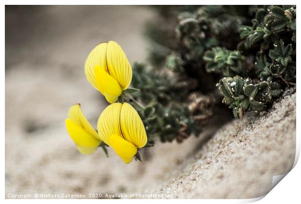 Yellow flowers in the desert Print by Aleksey Zaharinov