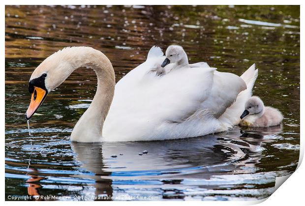 Swan and Signets Print by Rob Mcewen