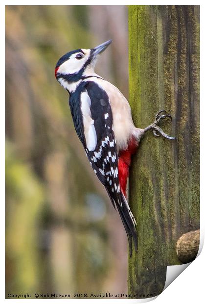 Great spotted woodpecker Print by Rob Mcewen
