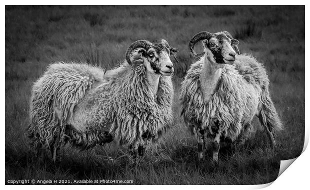 A group of sheep standing on top of a grass covere Print by Angela H