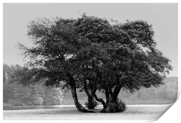 Group Of Trees Print by Angela H