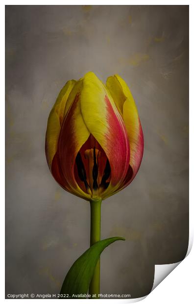 Tulip Print by Angela H