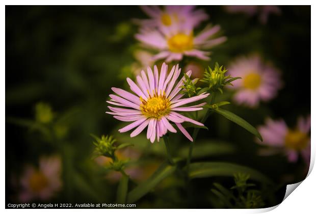 Aster Print by Angela H