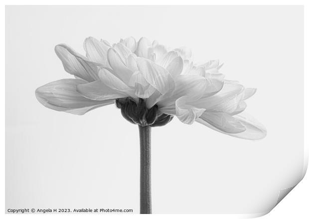 Chrysanthemum Print by Angela H