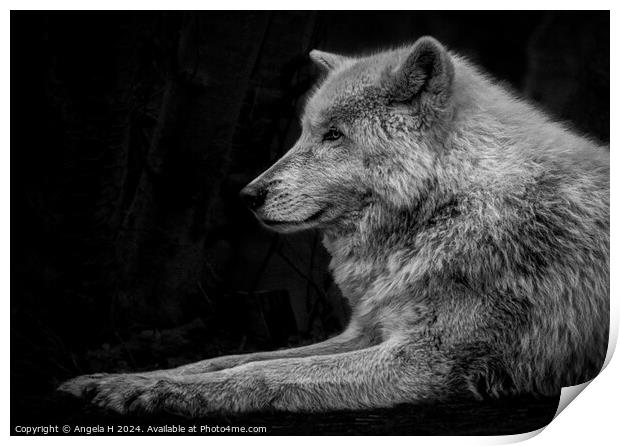 Arctic Wolf Print by Angela H