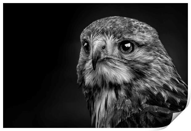 Lanner Falcon Print by Angela H