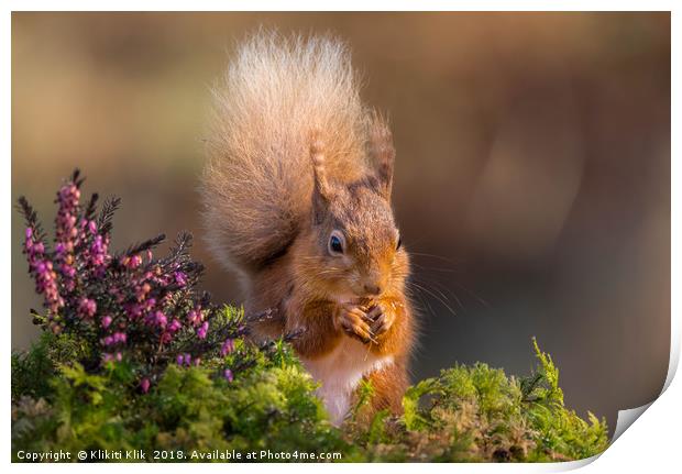 Red Squirrel Print by Angela H