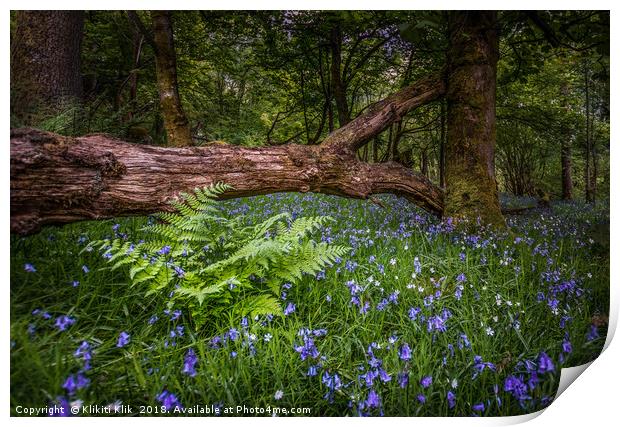 Bluebell Woods Print by Angela H