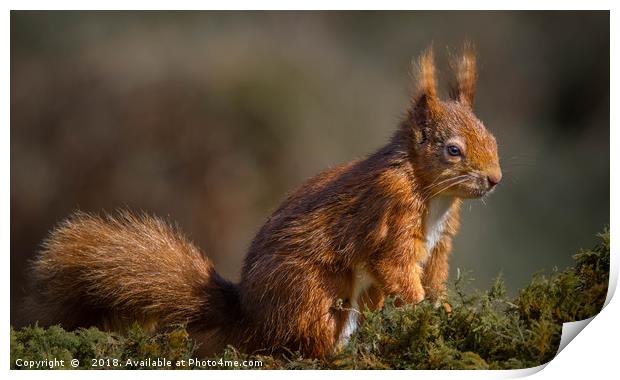 Red Squirrel Print by Angela H
