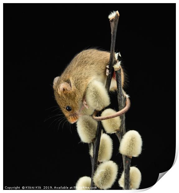 Harvest Mouse Print by Angela H