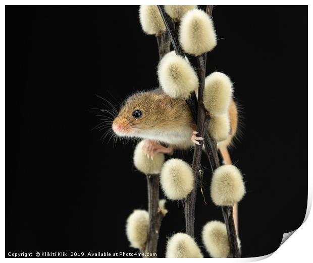 Harvest Mouse Print by Angela H