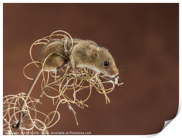 Harvest Mice Print by Angela H