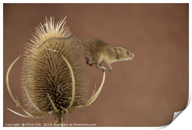 Harvest Mice Print by Angela H