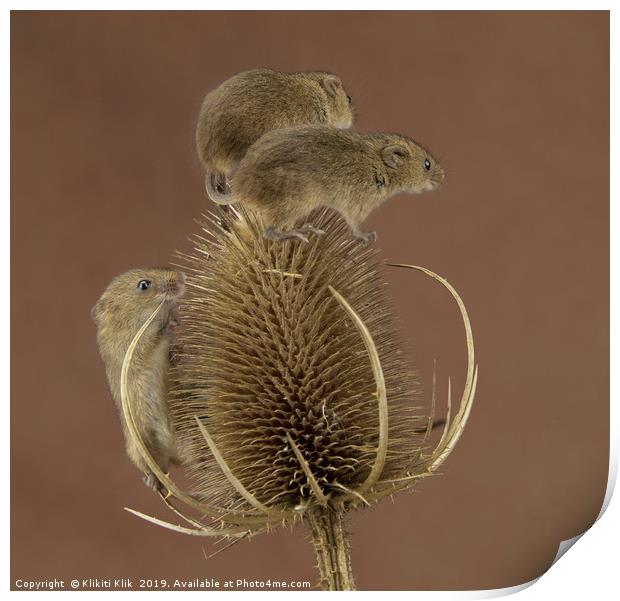 Harvest Mice Print by Angela H