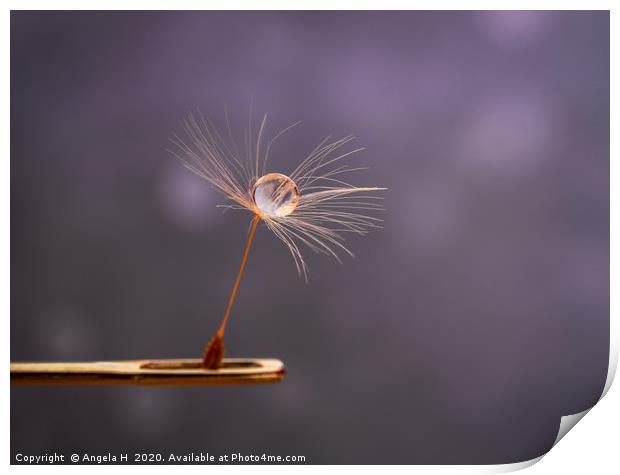 Dandelion Seed on Needle Print by Angela H