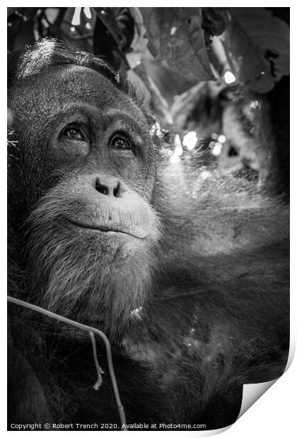 Happy Orangutang Print by Robert Trench