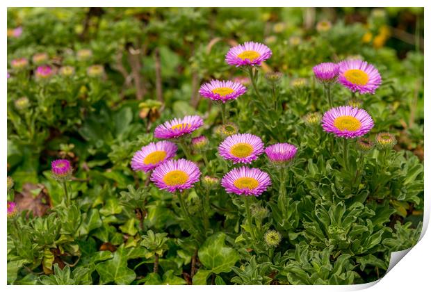 Pink Aster Alpinus Print by Michael Brookes