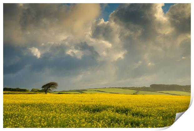 Dark clouds over a rape seed field Print by Michael Brookes