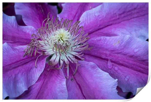 Clematis Doctor Ruppel Print by Michael Brookes