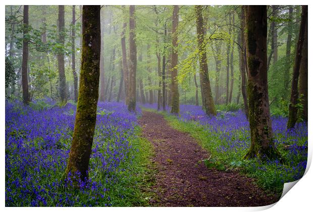 Bluebells magic Print by Michael Brookes