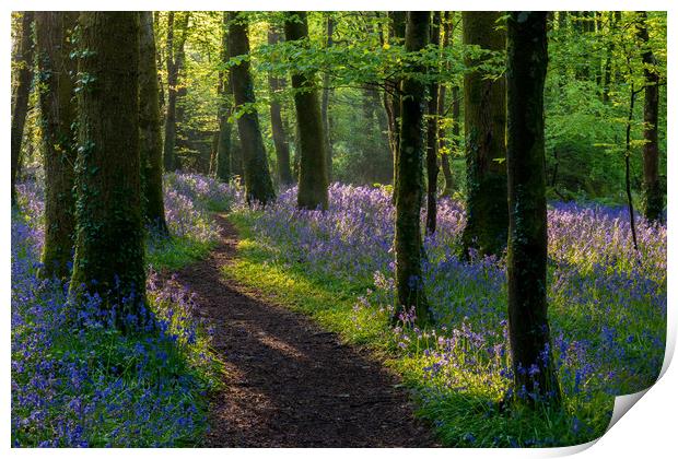 Bluebells light play Print by Michael Brookes