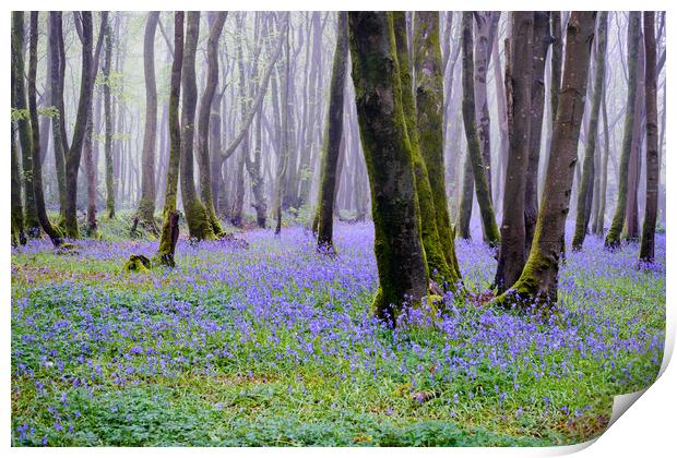 Blue Bells at Pendarves Print by Michael Brookes