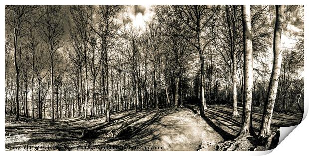 Woodland Clearing Print by Gary Norman